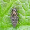 Eumerus sp.